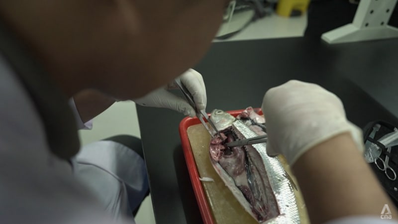 Plastic for dinner? Why Southeast Asians may have the most microplastics in their bodies