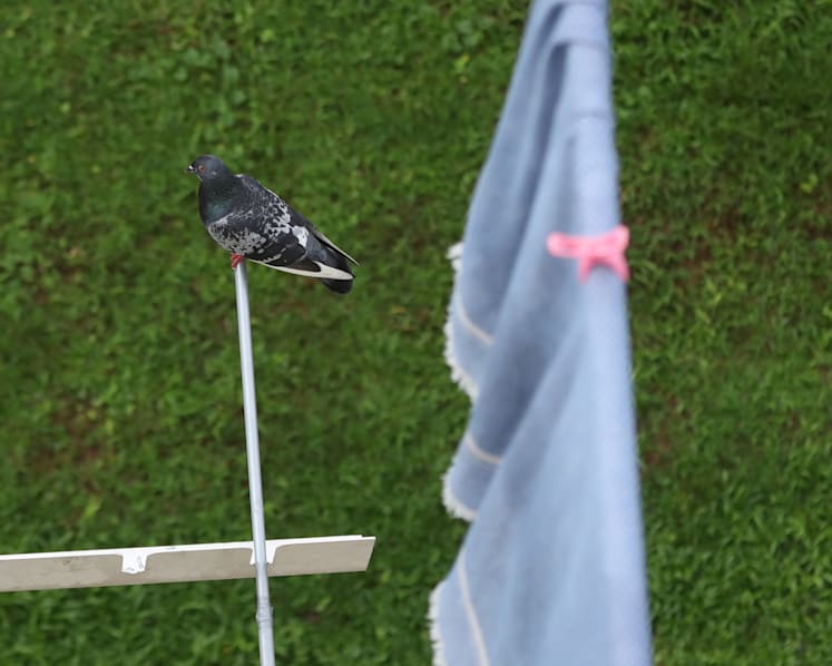 From Ang Mo Kio to Paya Lebar, residents in a flap over longstanding pigeon nuisance
