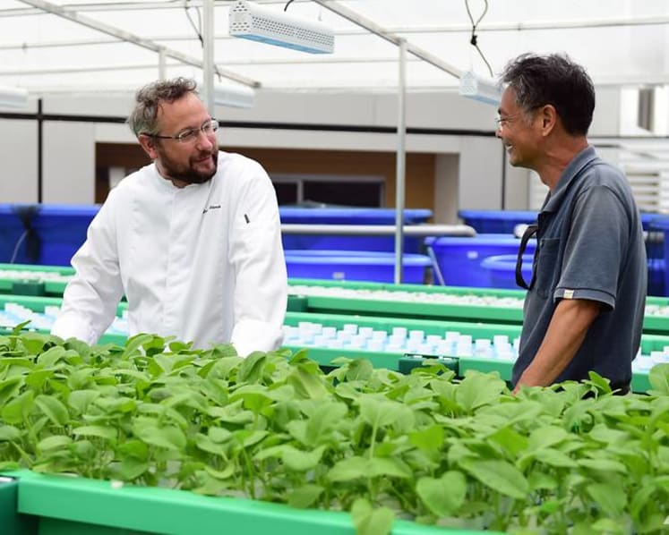 Aquaponics farming: How two hotels are looking to boost their sustainable practices