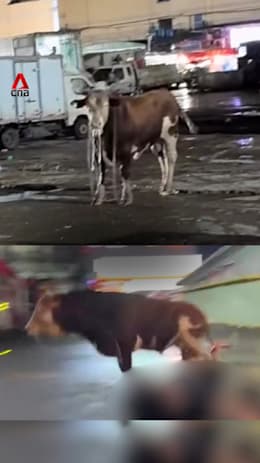 Runaway bull injures 3 in China