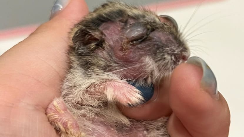 Commentary: Are preschoolers equipped to care for classroom pets? Commentary: Are preschoolers equipped to care for classroom pets?