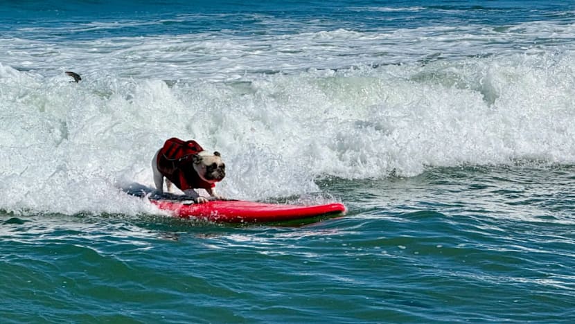அலையோடு விளையாடும் நாய்கள்!
