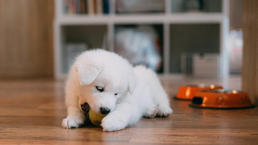 Is Your Pet’s Fur All Over The House? These Are The Dust-Busting Appliances & Gadgets That Pet Owners Need For A Clean Home
