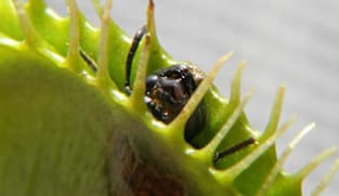 Scientists unlock the secret behind the Venus flytrap's snap