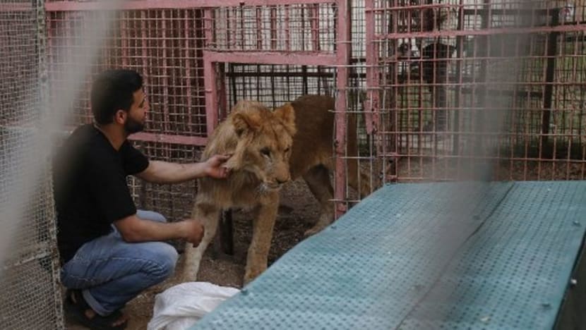 Lebih 40 haiwan dari taman haiwan Gaza dipindahkan