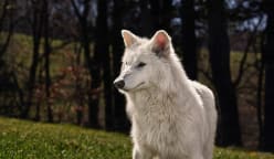 Commentary: ‘De-extinct’ dire wolves hide humanity’s destruction of nature
