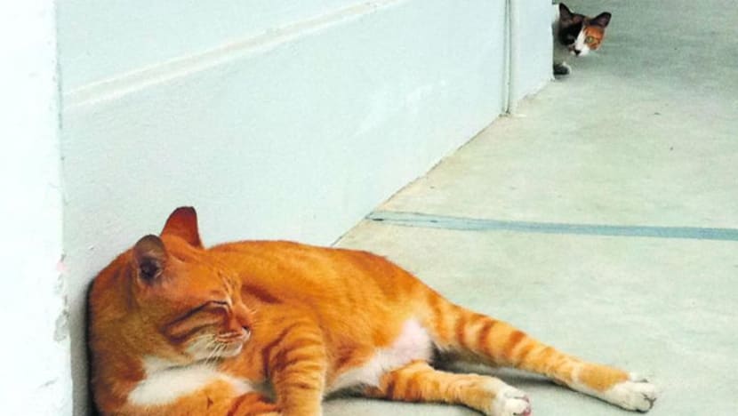 AP Louis Ng, Raeesah Khan gesa lebih perbincangan tentang kebajikan haiwan di Parlimen