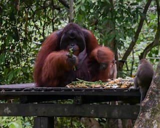 'People could get hurt': Conservationists decry AI wildlife visuals