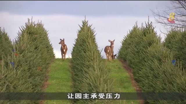美国圣诞树成本上涨供应吃紧 价格比往年贵达两成