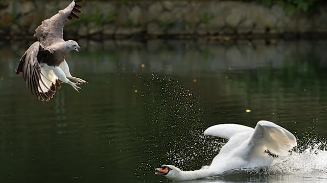 植物园鱼鹰俯冲袭击天鹅 摄影师直呼罕见！