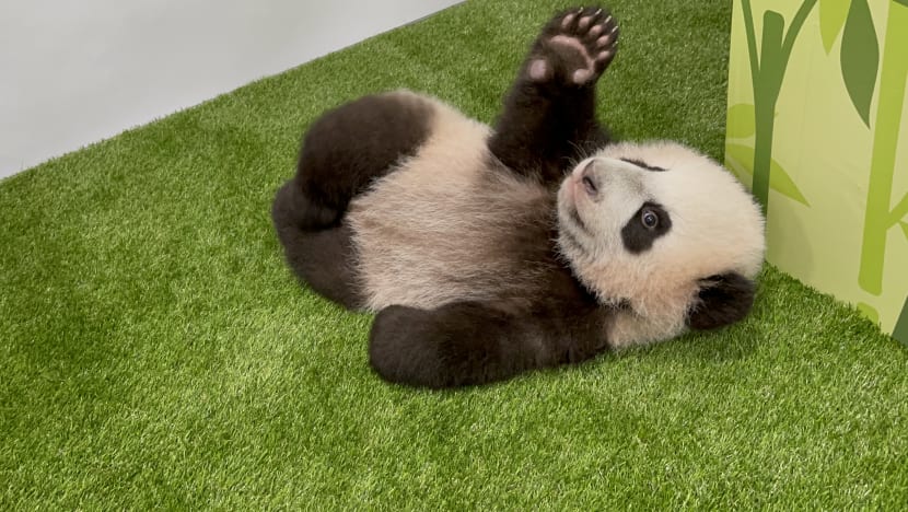 First giant panda cub born in Singapore named 'Le Le' after public vote