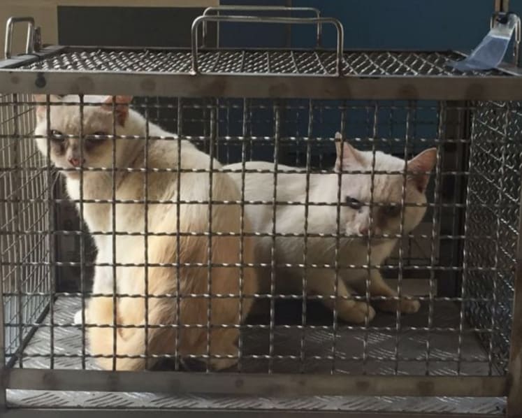 Dozens of caged cats, caked in filth, removed from Yishun flat