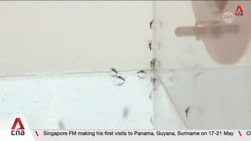 About 600 dengue cases recorded in Singapore in first 5 months of 2026