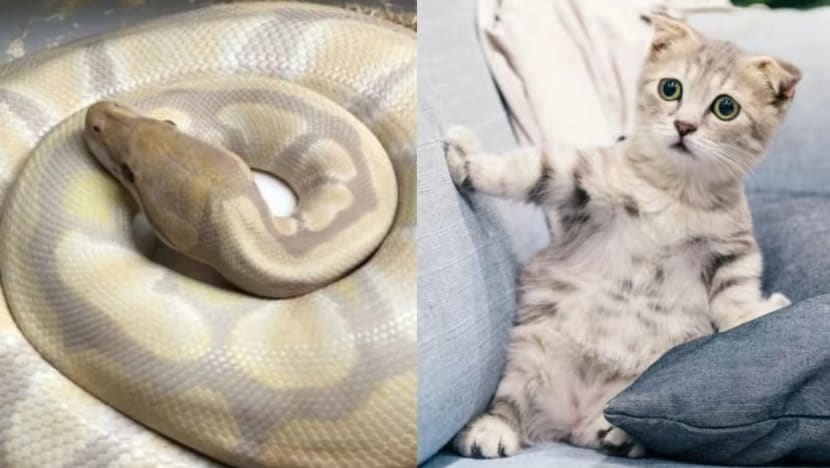 Lelaki di M'sia dicemuh 'bela anak kucing' untuk dijadikan makanan ular peliharaannya