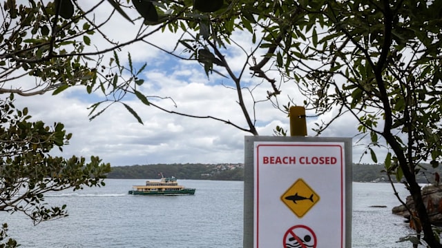 澳洲12岁男孩遭鲨鱼袭击重伤 至今已抢救超过60小时
