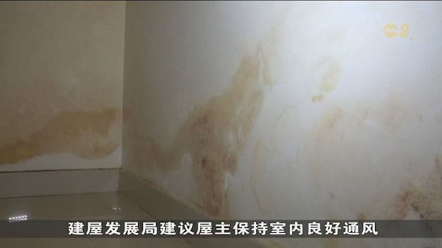 建屋局去年接240起霉菌投诉 孙雪玲：暂不强制防霉处理