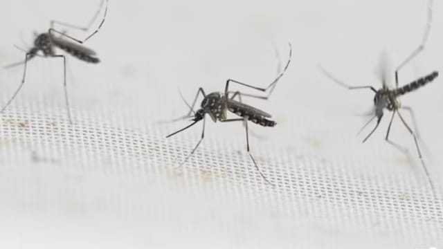 极端厄尔尼诺或导致害虫滋生 野生动物面临威胁