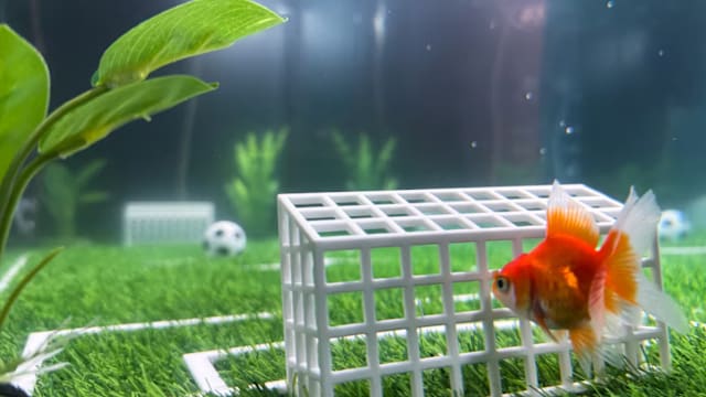 金鱼预测世界杯走红 多伦多现“动物预言家”