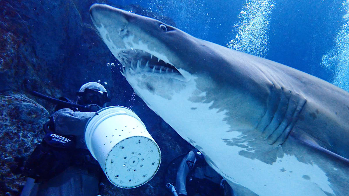 Singapore Oceanarium launches new behind-the-scenes shark feeding experience