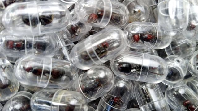 涉走私2000只蚁后 中国男子在肯尼亚机场被捕