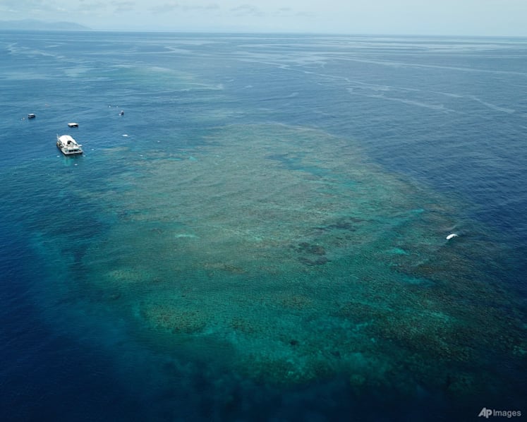 Great Barrier Reef at risk of 'collapse', scientists warn