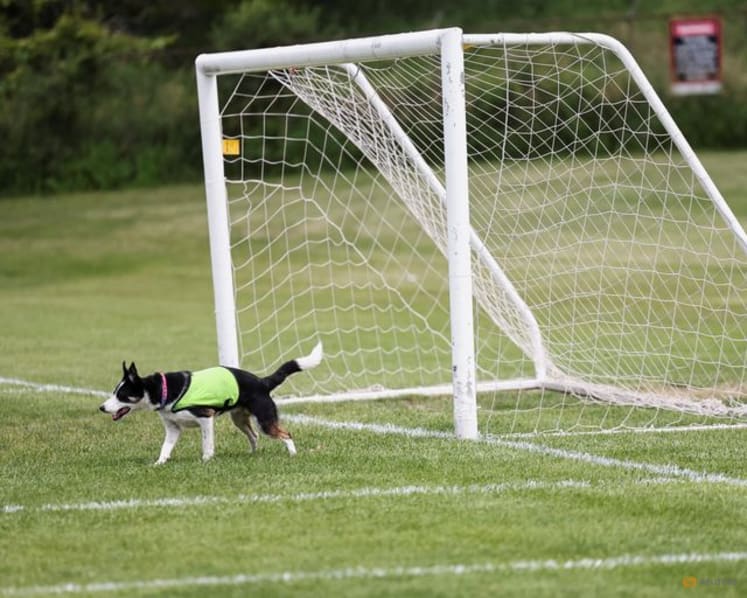 No wild goose chase: Two dogs keep birds off World Cup training pitch in Toronto