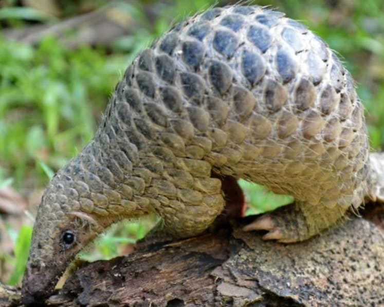 Man fined for picking up pangolin and placing it in another reservoir for 'safety' from ants