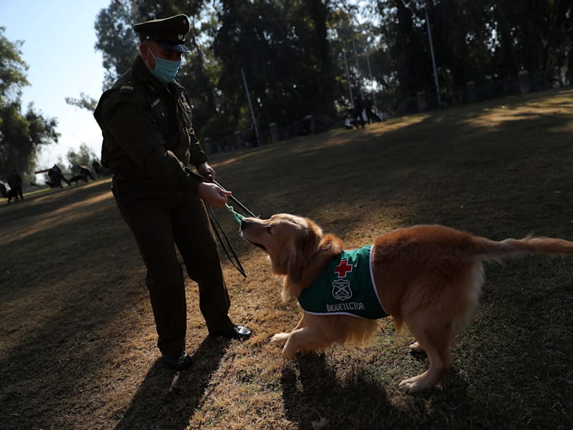 How dogs are trained to sniff out the coronavirus with almost 100% success