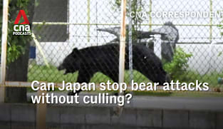 CNA Correspondent Podcast - Can Japan stop bear attacks without culling? 