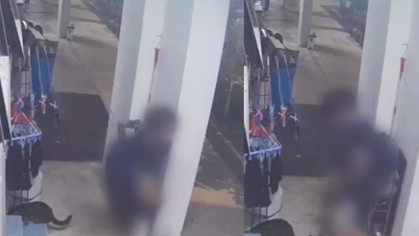 Male teenager caught humping a cat in Bukit Panjang arrested: Police