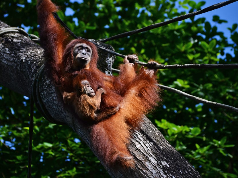 Critically endangered Sumatran orangutans pictured at Singapore Zoo in 2016. A recent survey found that visits to the zoo can provide inspiration to adults and children to take a greater interest in conservation. Critically endangered Sumatran orangutans pictured at Singapore Zoo in 2016. A recent survey found that visits to the zoo can provide inspiration to adults and children to take a greater interest in conservation.