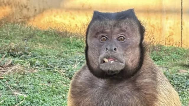中国网红方脸猴“大壮”病亡 园方全力抢救无效 