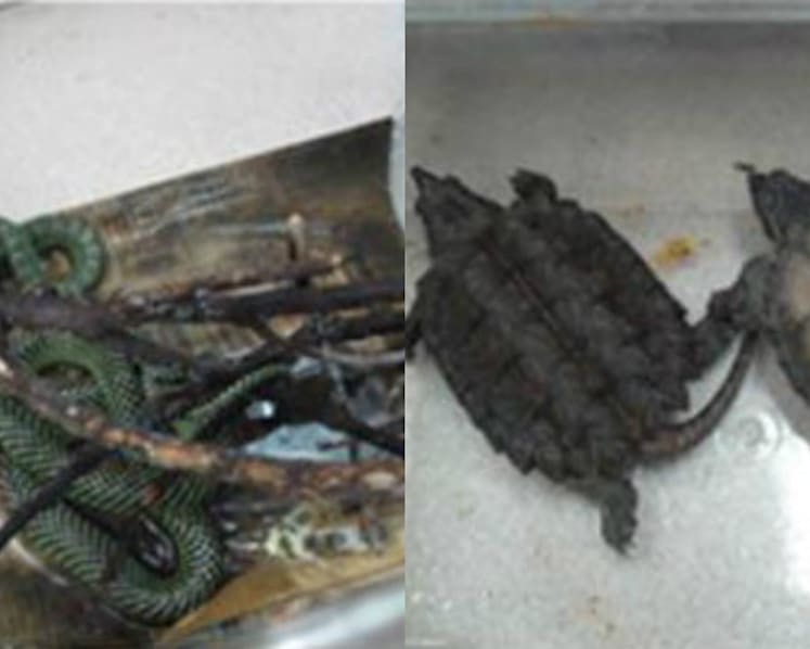 Man jailed for illegal possession of seven exotic wildlife species