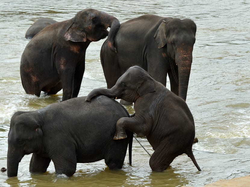 A file picture taken on Nov 5, 2015 shows elephants playing in the river at Pinnawala Elephant Orphanage in Pinnawala, about 90km from the capital Colombo. Photo: AFP