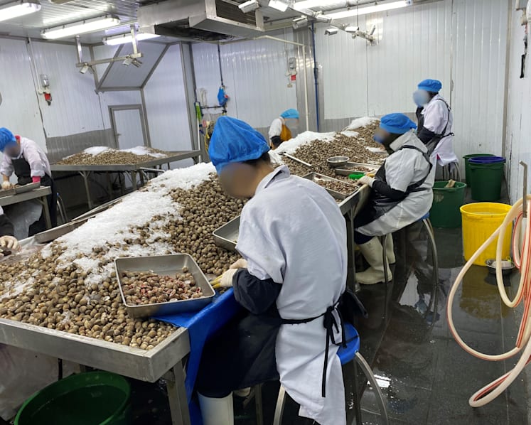 SFA suspends operator for illegally processing cockles, storing food products