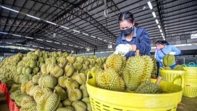 海南榴梿今年产量增三倍 中国“榴梿自由”梦不远矣？