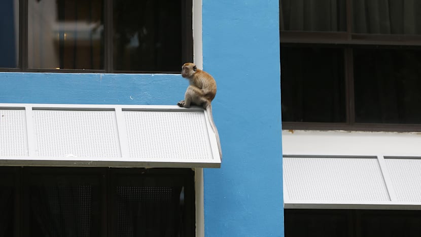 Grouses about snakes, birds and monkeys on the rise