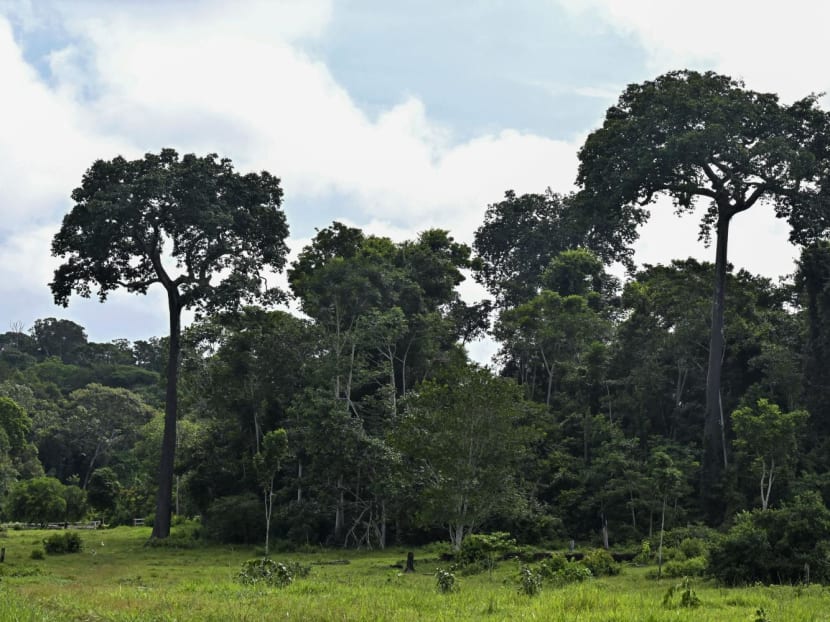 Brazil nut trees (Bertholletia excelsa) are pictured in Cobija, Pando department, Bolivia, on March 5, 2024. Brazil nut trees (Bertholletia excelsa) are pictured in Cobija, Pando department, Bolivia, on March 5, 2024.