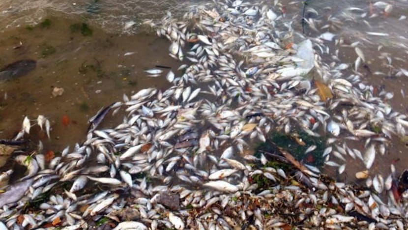 Mass fish deaths: Premature to decide if fish farmers need to relocate, says Maliki