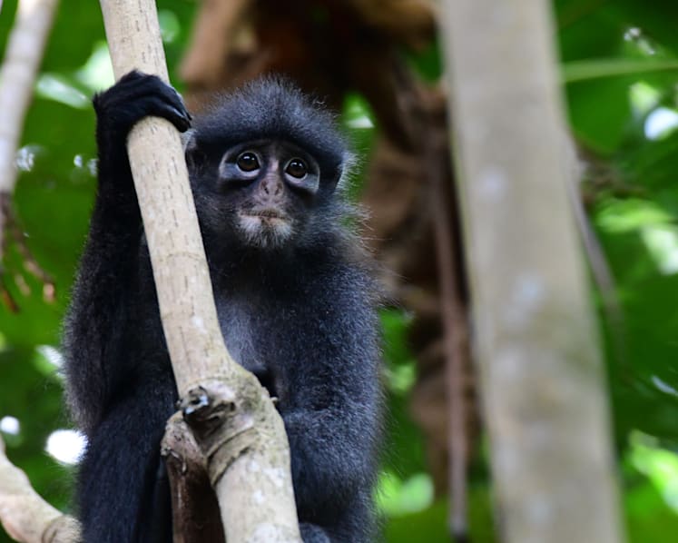 Upper Thomson forest patch home to various critically endangered wildlife and is worth conserving