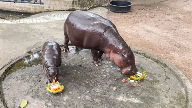 泰国明星小河马“弹跳猪” 预测特朗普将重返白宫