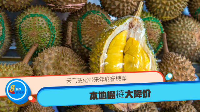 天气变化带来年底榴梿季 本地榴梿大降价