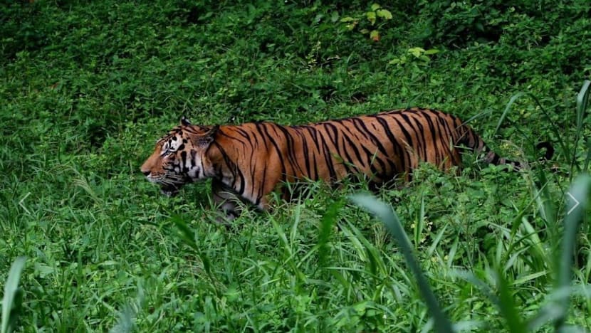 Harimau Malaya sasaran utama pemburu haram asing, seekor boleh dijual RM500,000