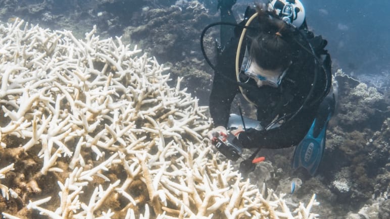 'Unprecedented' mass bleaching drains life from Australian reef