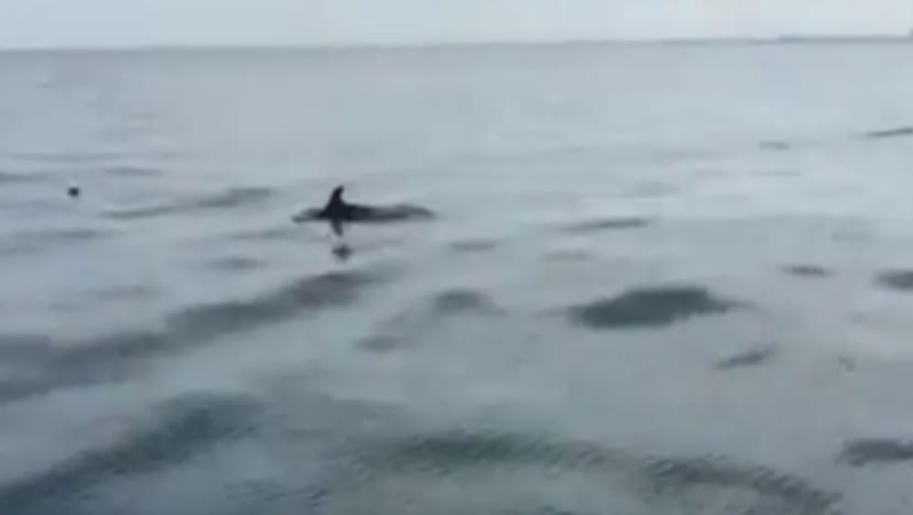 Ikan lumba-lumba di perairan Tanjung Tuan tarik perhatian warganet