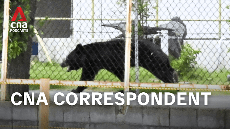 CNA Correspondent - Can Japan stop bear attacks without culling?