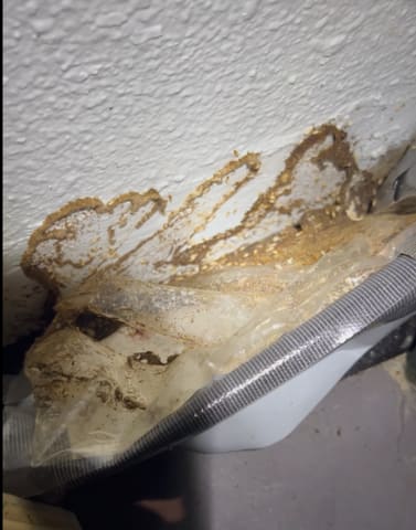 freesia_termites_1_480.png