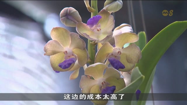 胡姬花本地顾客群五年近砍半 业者盼国庆活动带动销量
