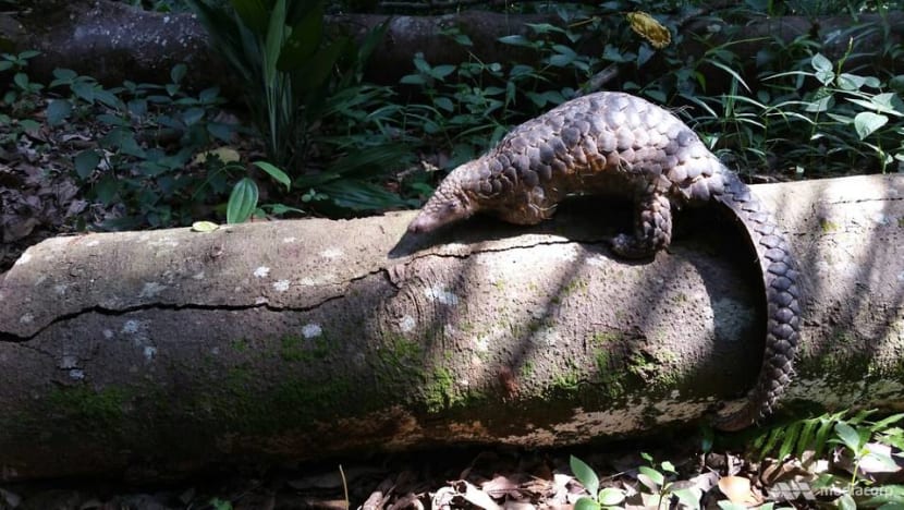 RSAF regular sentenced to probation for selling pregnant pangolin he picked up at park connector RSAF regular sentenced to probation for selling pregnant pangolin he picked up at park connector