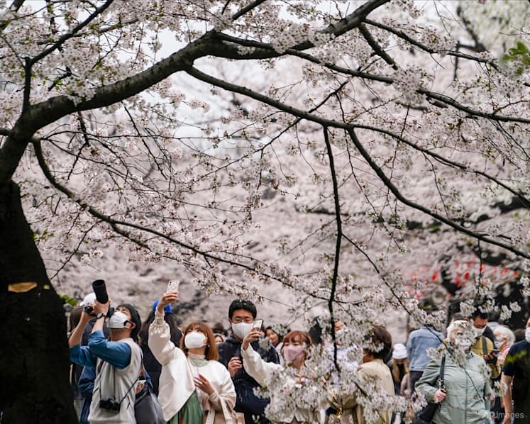 Sakura forecast for 2023: When and where to spot cherry blossoms around Japan?